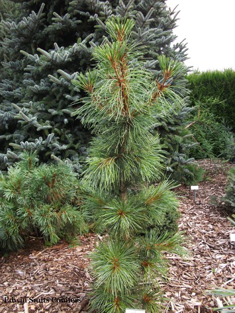 Pinus koraiensis 'Nana'